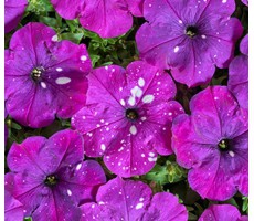 Петуния многоцветковая (Petunia multiflora F1) Дот Стар Дарк Ваилит,  5lдр.