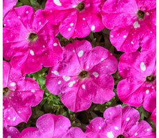Петуния многоцветковая (Petunia multiflora F1) Дот Стар Дип Пинк 5 др
