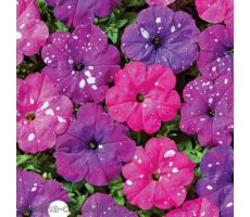 Петуния многоцветковая (Petunia multiflora F1) Дот Стар Микс 5 др
