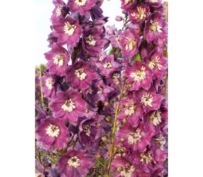 Дельфиниум высокий (Delphinium elatum) Magic Fountains Lilac Pink with White Bee(10 шт)