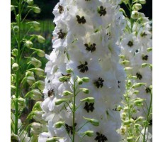 Дельфиниум высокий (Delphinium elatum) Magic Fountains White With Dark Bee(10 шт)