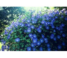 Ипомея трехцветная (Ipomoea tricolor) Heavenly Blue(10шт )