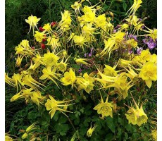 Аквилегия золотистоцветковая (Aquilegia chrysantha) Yellow Queen (10 шт)
