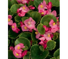 Бегония вечноцветущая (Begonia semperflorens) Ambassador F1 Rose (10 др)