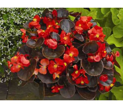 Бегония вечноцветущая (Begonia semperflorens) Senator F1 Scarlet (10 др)