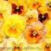 Виола виттрока (Viola wittrockiana) Promise® Sunset(5 шт )