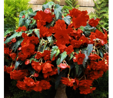 Бегония клубневая каскадная (Begonia tuberosa) Sun Dancer Scarlet Orange ( 5др.)
