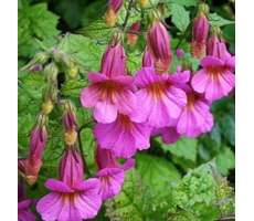 Реймания крылатая (Rehmannia angulata) Rosy Purple( 10 шт )