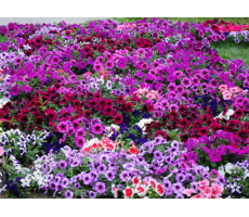 Петуния многоцветковая (Petunia multiflora F1) Carpet Mixture ( 5 др ) 