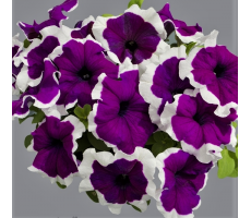Петуния крупноцветковая (Petunia grandiflora F1) Limbo violet picotee( 5др) 