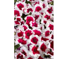 Петуния многоцветковая (Petunia hybrida F1 multiflora) Celebrity Rose Frost  (10 др)