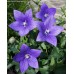 Платикодон крупноцветковый (Platycodon grandiflora) Blue. ( 5 шт )