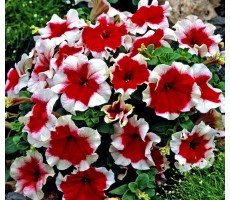 Петуния многоцветковая (Petunia multiflora F1) Mirage Red Picotee(5 др)