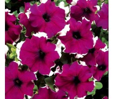 Петуния многоцветковая (Petunia multiflora F1) Merlin Burgundy Picotee(5 др)
