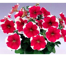 Петуния многоцветковая (Petunia multiflora F1) Merlin Rose Picotee(5 др)