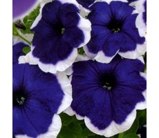 Петуния многоцветковая (Petunia multiflora F1) Merlin Blue Picotee (5 др)