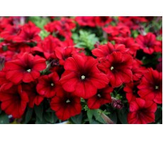Петуния многоцветковая (Petunia F1 multiflora) Celebrity Red (5 др)