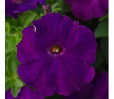 Петуния многоцветковая (Petunia multiflora F1) Mirage Purple ( 5 др)