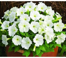 Петуния многоцветковая (Petunia multiflora F1) Carpet White(5 шт ) 