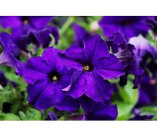 Петуния многоцветковая (Petunia multiflora F1) Mirage Blue (5 др)