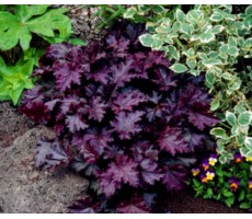 Гейхера мелкоцветковая (Heuchera micrantha) Palace Purple (10 шт 