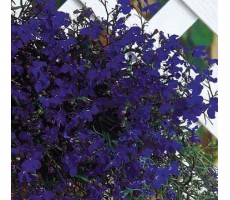 Лобелия еринус ампельная (Lobelia erinus) Regatta Midnight Blue  (5)