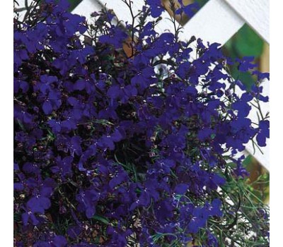 Лобелия еринус ампельная (Lobelia erinus) Regatta Midnight Blue  (5)