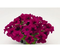 Петуния крупноцветковая (Petunia grandiflora F1) Success! 360° Purple  ,(полуампель)5 шт 