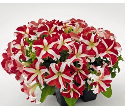 Петуния крупноцветковая (Petunia grandiflora F1) Success! 360° Red Star  (полуамп)5 шт