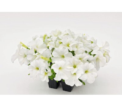 Петуния крупноцветковая (Petunia grandiflora F1) Success! 360° White(полуампель)5шт 