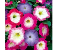 Петуния многоцветковая (Petunia multiflora F1) Merlin Morn Mix, (10шт)