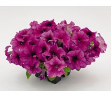 Петуния крупноцветковая (Petunia grandiflora F1) Success! 360° Purple Vein,полуампеь 5 шт 