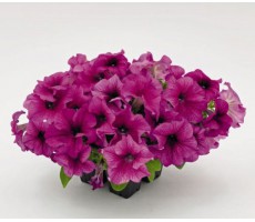 Петуния крупноцветковая (Petunia grandiflora F1) Success! 360° Burgundy Vein-  ( 5 шт )
