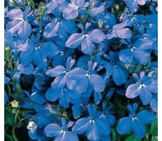 Лобелия еринус (Lobelia erinus) Riviera Blue Sky 5 др