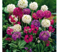 Примула мелкозубчатая (Primula denticulata) Nepal Mixture 20 шт