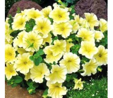 Петуния крупноцветковая (Petunia grandiflora F1) Prism Sunshine(10 ДР)