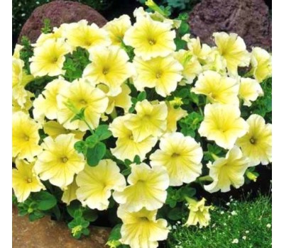 Петуния крупноцветковая (Petunia grandiflora F1) Prism Sunshine(10 ДР)