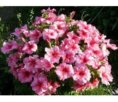 Петуния крупноцветковая (Petunia grandiflora F1) Supercascade Pink(10 ДР)