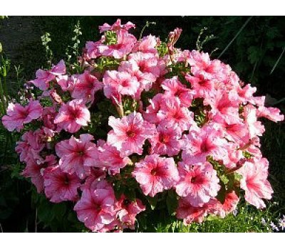 Петуния крупноцветковая (Petunia grandiflora F1) Supercascade Pink(10 ДР)