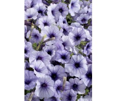 Петуния многоцветковая (Petunia hybrida F1 multiflora) Celebrity Blue Ice(10ДР)