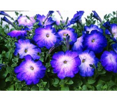 Петуния многоцветковая (Petunia multiflora F1) Merlin Blue Morn(10 др)