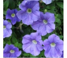 Петуния многоцветковая (Petunia multiflora F1) Mirage Light Blue(10ДР)