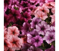 Петуния многоцветковая (Petunia multiflora F1) Mirage Mix Reflections(10 др)
