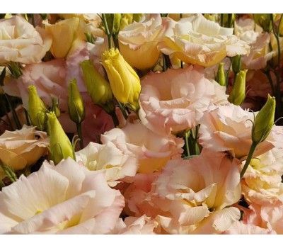 ЭУСТОМА МАХРОВАЯ МИКС (семена своего сбора)  (15-20 шт )- Расцветки в миксе :персиковая, белая