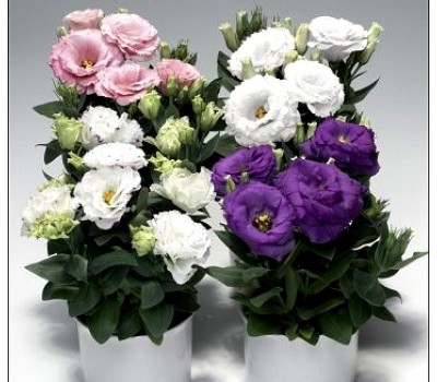 Эустома Мирмейд, смесь  расцветок(белая , розовая. фиолетовая) (семена своего сбора )20-30 шт  .