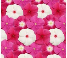 Катарантус розовый (Vinca rosea) Pacifica – Xp Mix Merlot (5 шт )