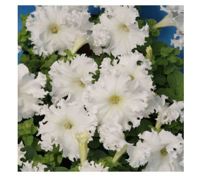 Петуния крупноцветковая (Petunia grandiflora F1) Frillytunia White(5др)