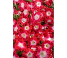 Петуния многоцветковая (Petunia hybrida F1 multiflora) Celebrity Red Morn( 10 др )