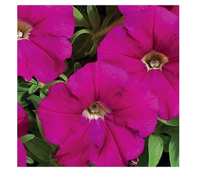 Петуния многоцветковая (Petunia multiflora F1) Mirage Carmine( 10 др )