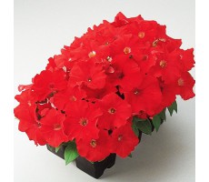 Петуния многоцветковая (Petunia multiflora F1) Carpet Bright Red (5 др )
